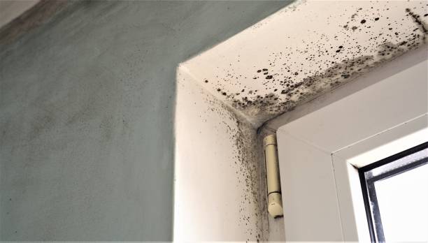 Best Mold Prevention Services  in North Valley, NM