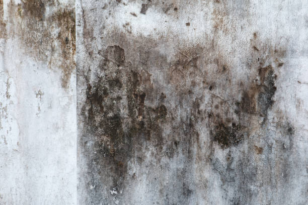 Best Black Mold Removal  in North Valley, NM