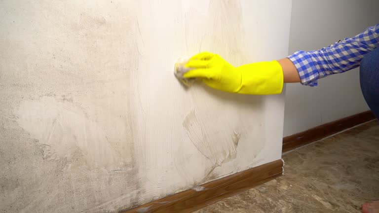 Best Industrial Mold Remediation  in North Valley, NM