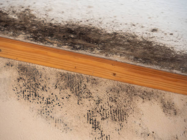 Best Water Damage & Mold Remediation  in North Valley, NM