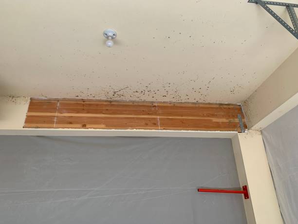 Best HVAC Mold Inspection and Cleaning  in North Valley, NM
