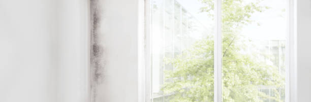 Best Basement Mold Removal  in North Valley, NM