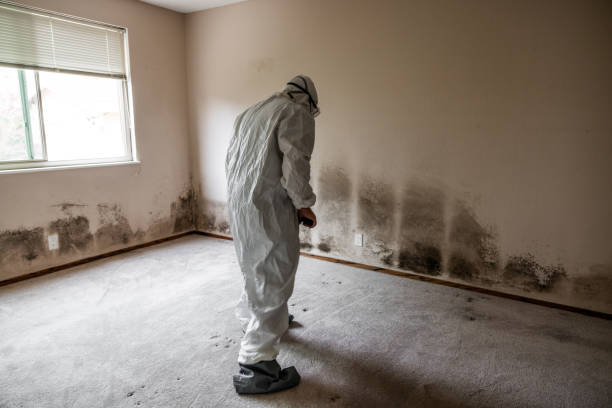 Best Asbestos and Lead Testing During Mold Inspection  in North Valley, NM