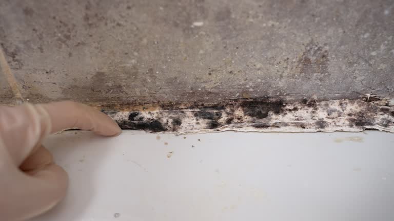 Best Airborne Mold Testing  in North Valley, NM