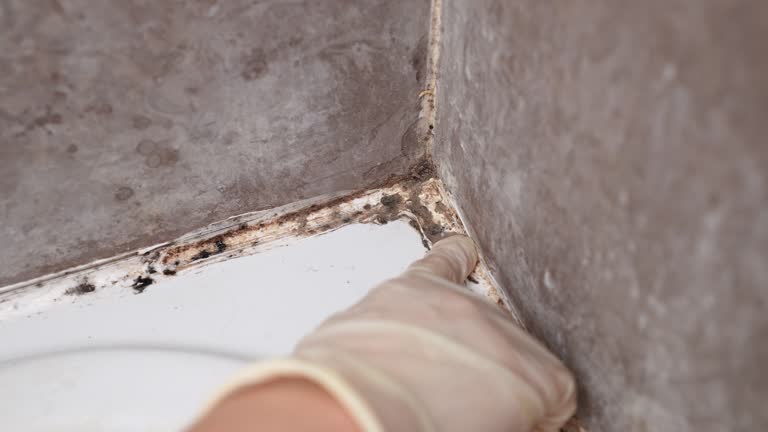 Best Forensic Mold Investigation  in North Valley, NM
