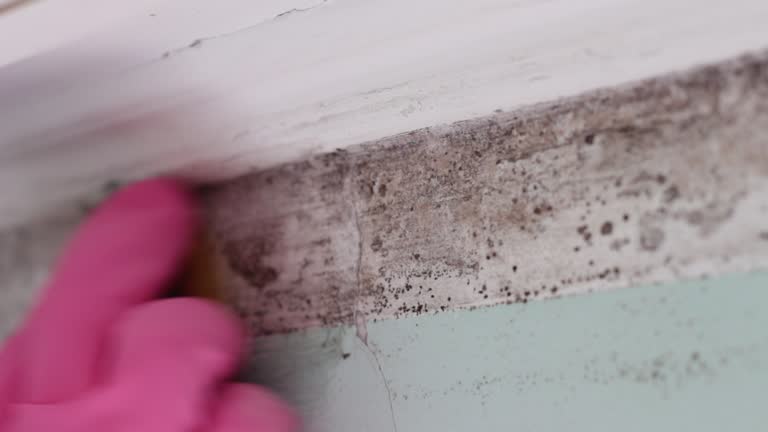 Asbestos and Lead Testing During Mold Inspection in North Valley, NM